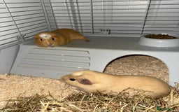 Guinea Pig rodents for sale: FREE 2 Male Guinea Pigs  - Image 2