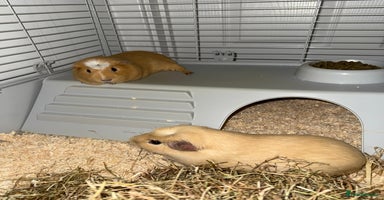 Guinea Pig rodents - Advert 9