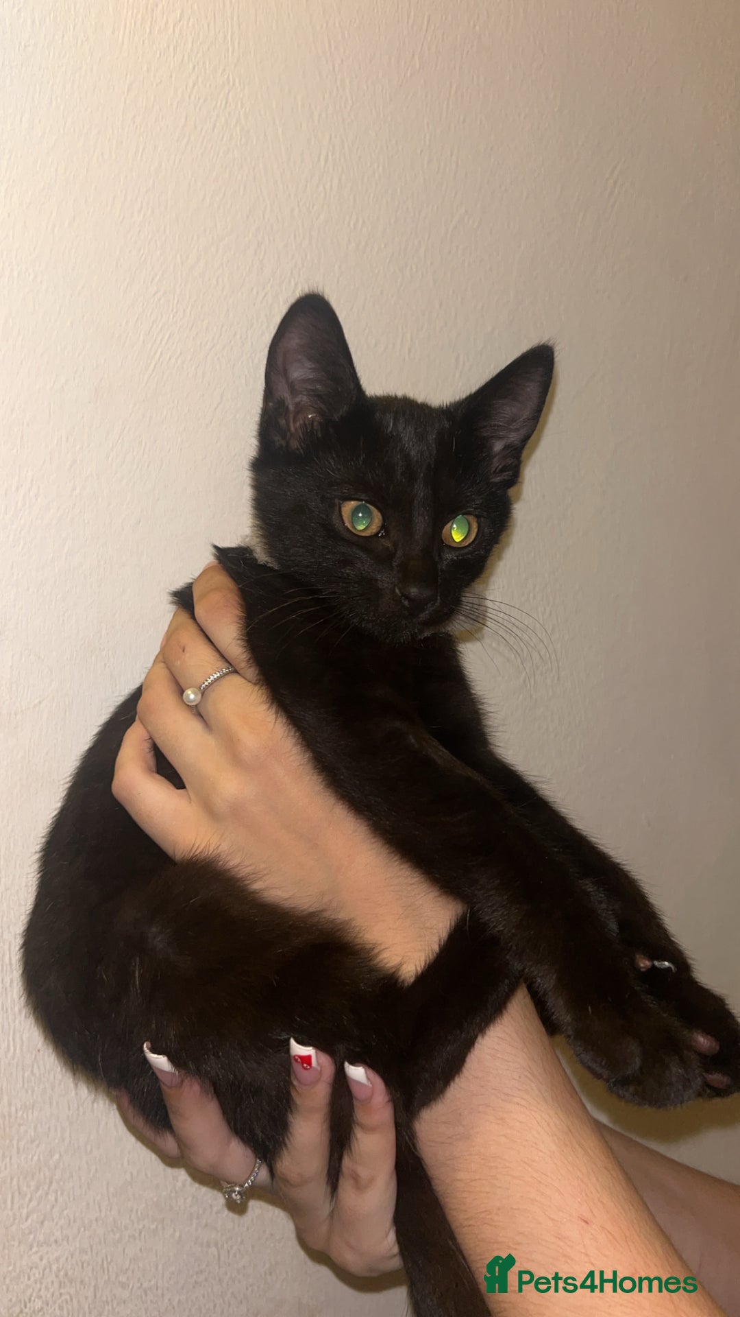 Persian cats for sale: Kittens for sale  - Image 1