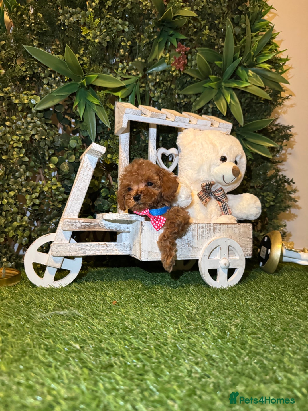 Toy Poodle dogs for sale: Adorable Toy Poodle Puppies  - Image 25