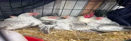 Chickens poultry for sale: 5 Serama hens & cock, perfect set up in Tilbury - Advert 9