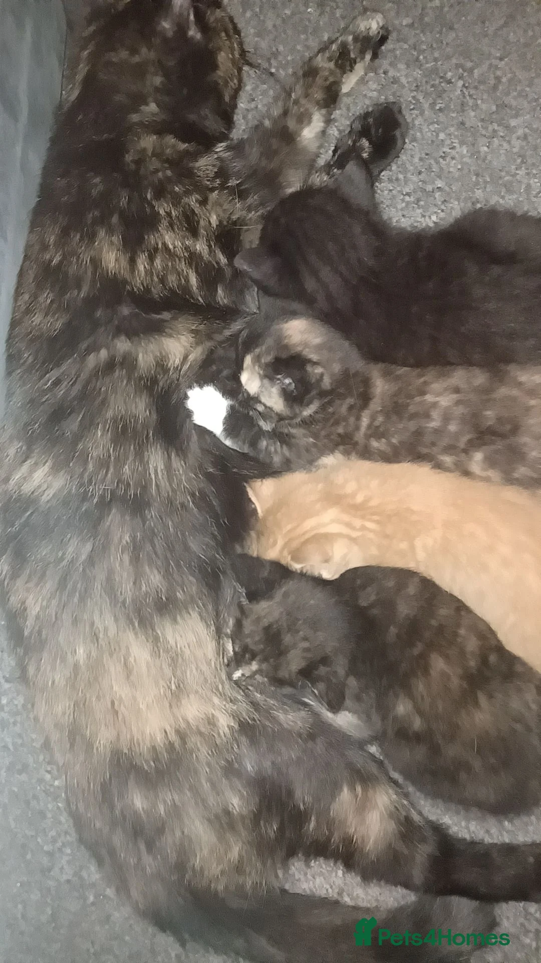 Mixed Breed cats for sale: Kitten/cat in Chard - Advert 4