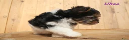Biewer Terrier dogs for sale: ✨ Stunning Biewer & Merle Yorkies – Ready 09 Apr ✨ - Advert 9