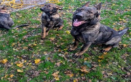 German Shepherd dogs for sale: German Shepherd puppies  - Image 4