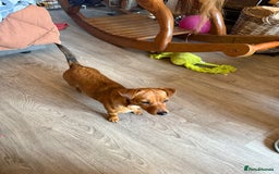 Jack Russell dogs for sale: Gorgeous Jack Russell Puppies - Image 16