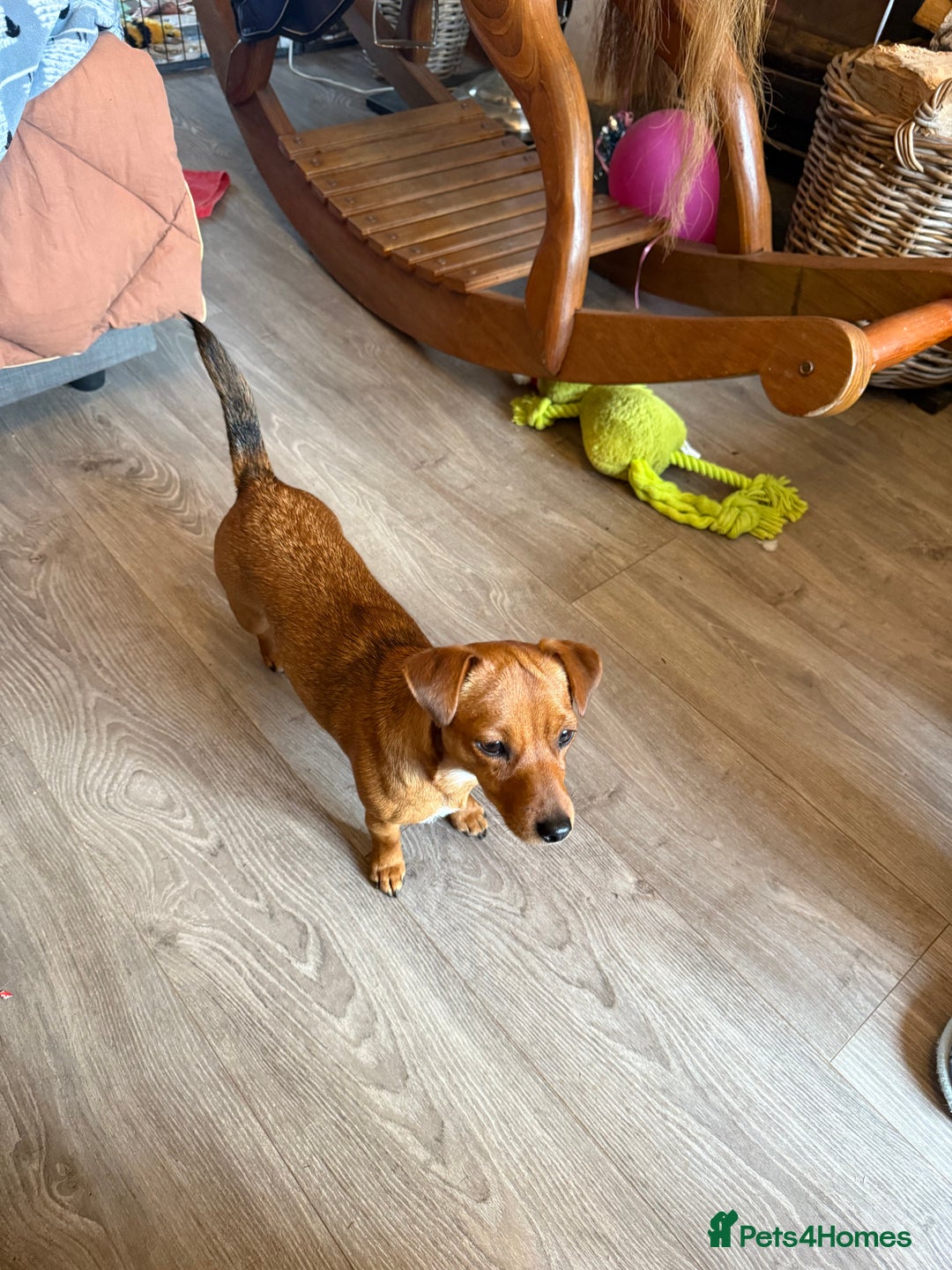 Jack Russell dogs for sale: Gorgeous Jack Russell Puppies - Image 16