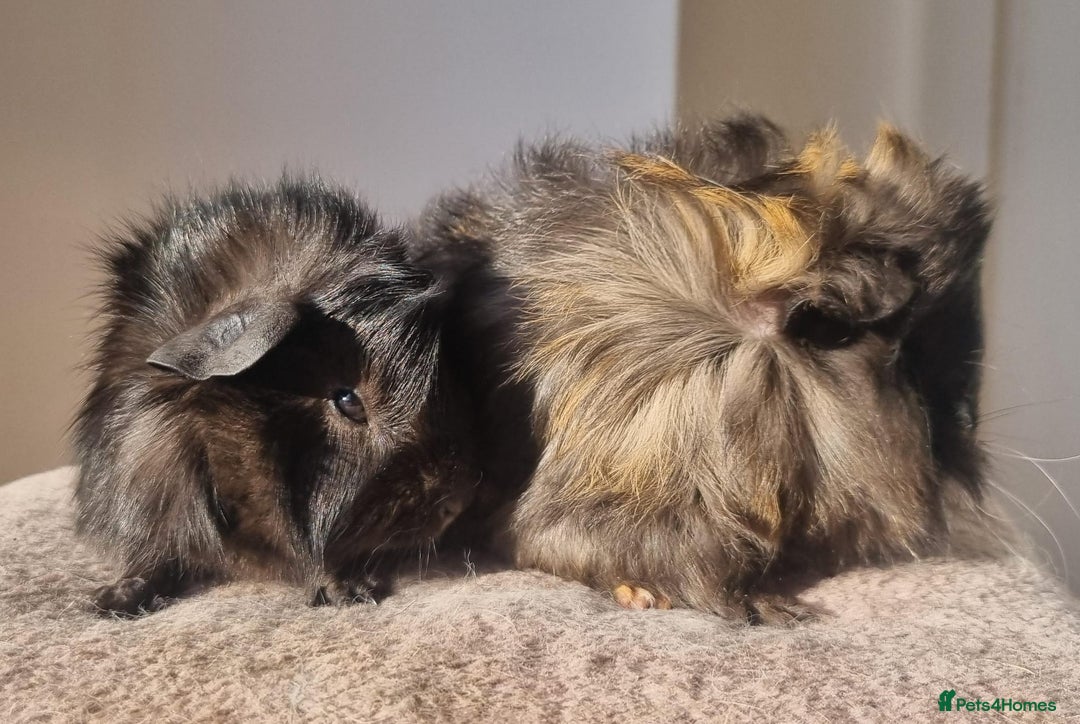 Guinea Pig rodents for sale: beautiful pair of friendly boys - Advert 9