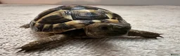 Hermann Tortoise reptiles for sale: Hermann Tortoises  - Advert 2