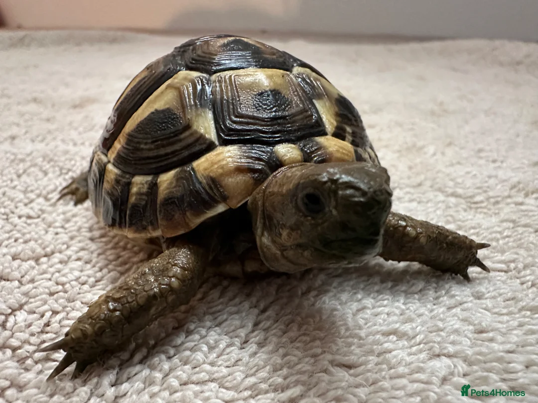 Hermann Tortoise reptiles for sale: Hermann Tortoises  - Advert 2