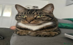 Domestic Shorthair cats for sale: 2 Male brother cats  - Image 1
