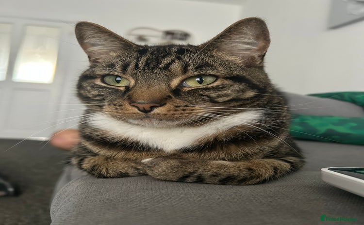 Domestic Shorthair cats - Advert 1
