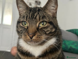 Domestic Shorthair cats - Advert 5