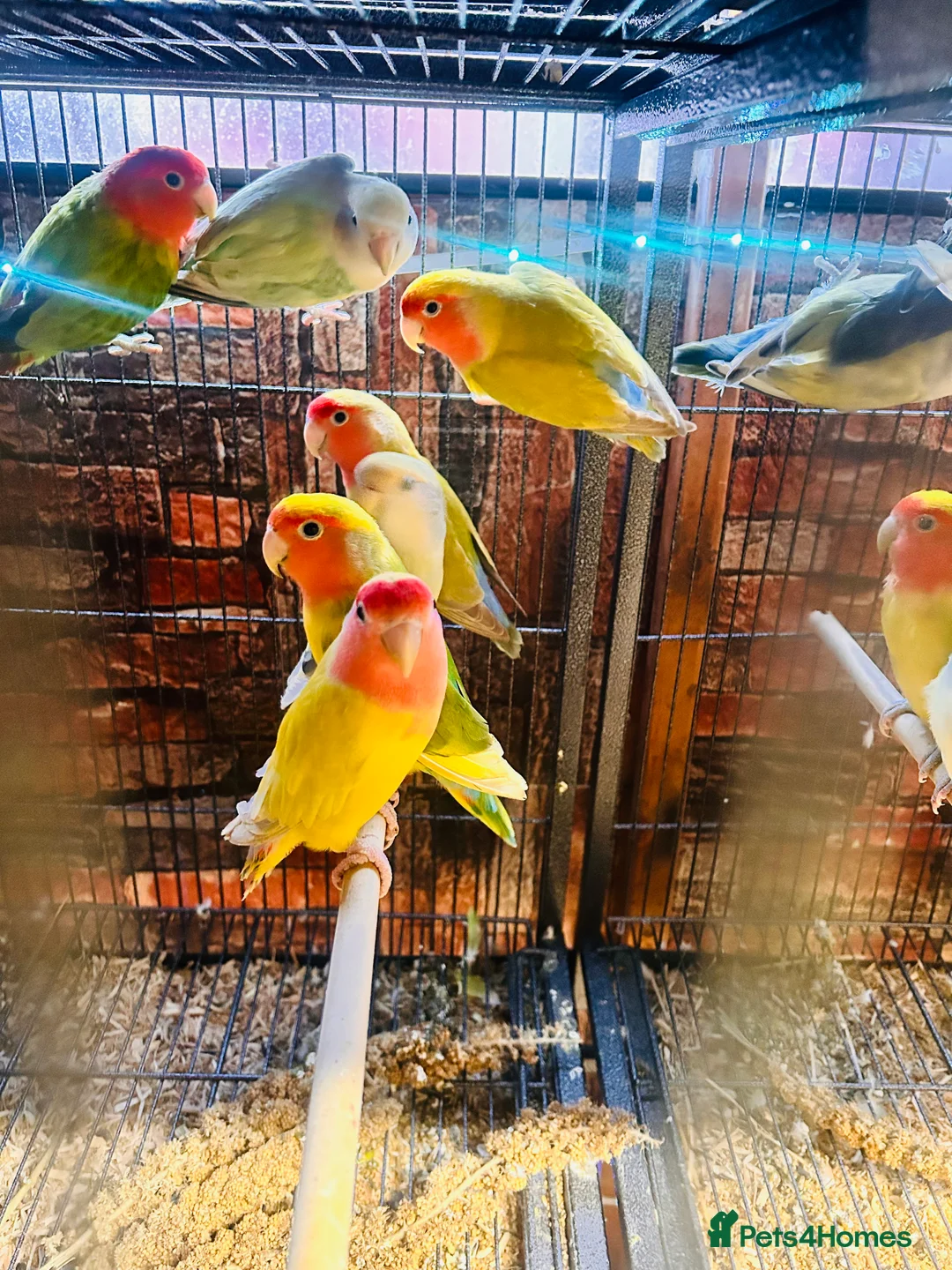 Lovebirds birds for sale: Various peachface lovebirds for sale  - Advert 2