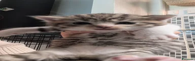 Mixed Breed 1