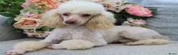 Cavapoo dogs for sale: *HEALTH TESTED*Cavapoo Puppies 5*LICENSED BREEDER* - Advert 22