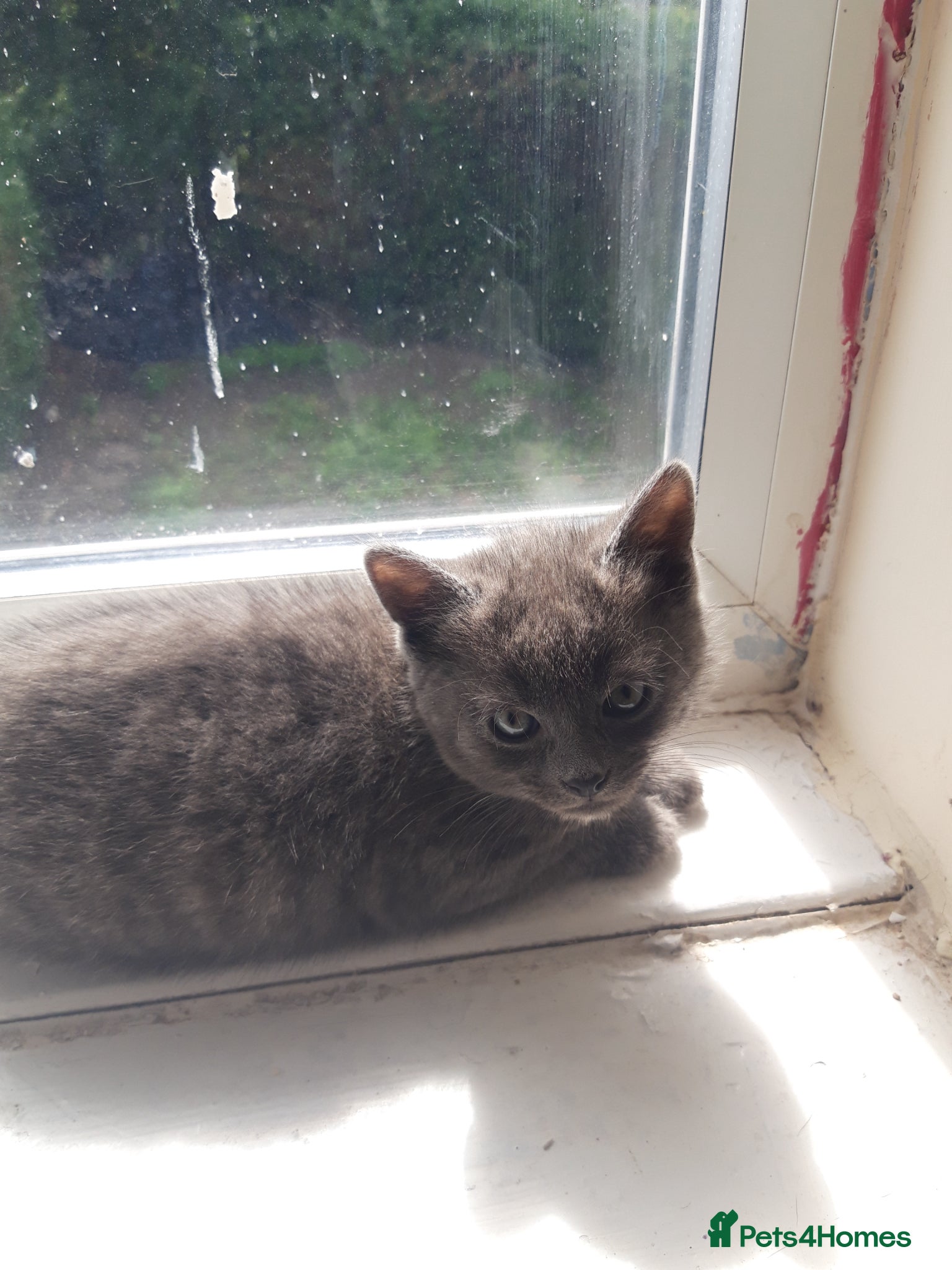 British Shorthair cats for sale: Kittens for sale. 2 boys 1 girl.  in Leeds - Advert 2