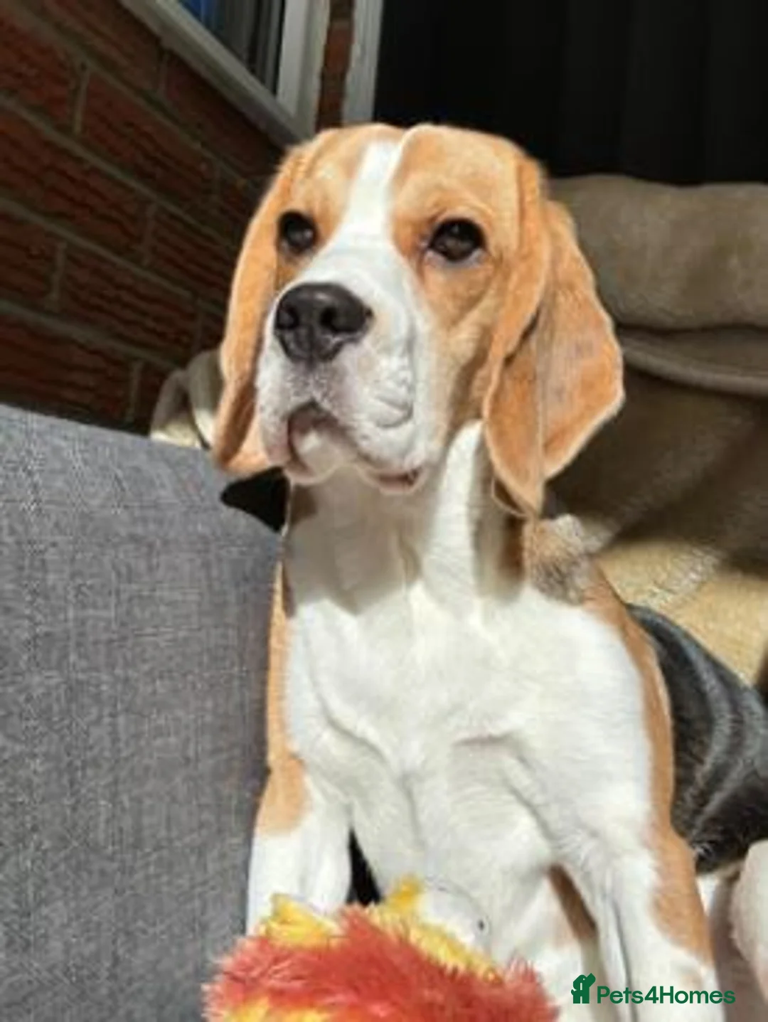 Beagle dogs for sale: Mia 3 year old Bitch - Advert 1