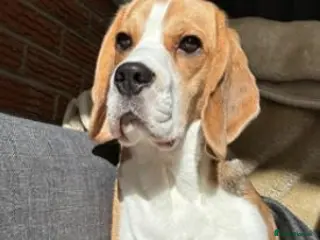 Beagle dogs Mia 3 year old Bitch - Advert 14