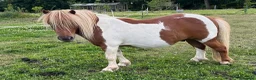 Shetland pony horses for sale: Shetland Gelding - Advert 3