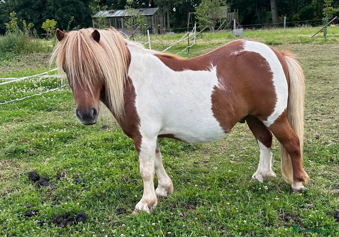 Shetland pony horses for sale: Shetland Gelding - Advert 3