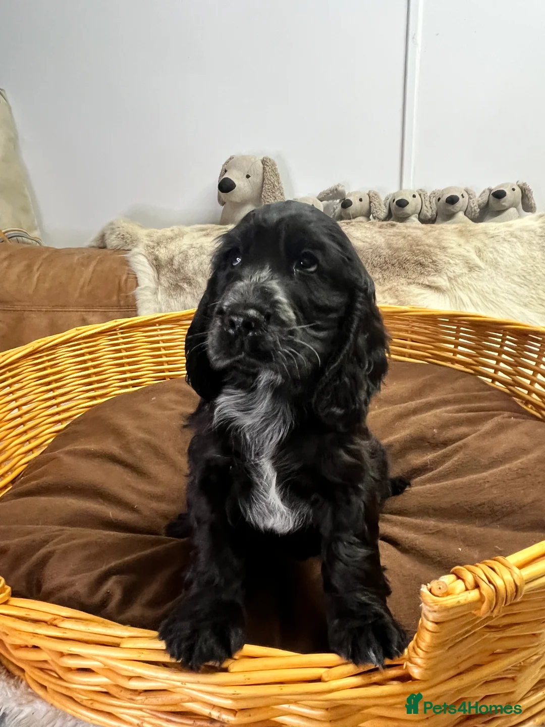 Cocker Spaniel dogs for sale: Gorgeous true to type KC show cockers - Advert 6