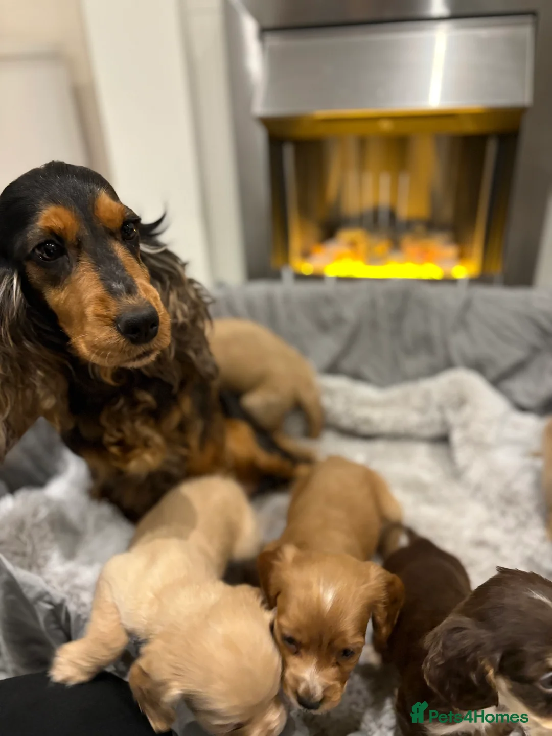 Cockapoo dogs for sale: F1 cockapoo - Advert 13