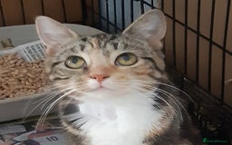 Mixed Breed cats for adoption: Help give Rosy her forever home - Image 3