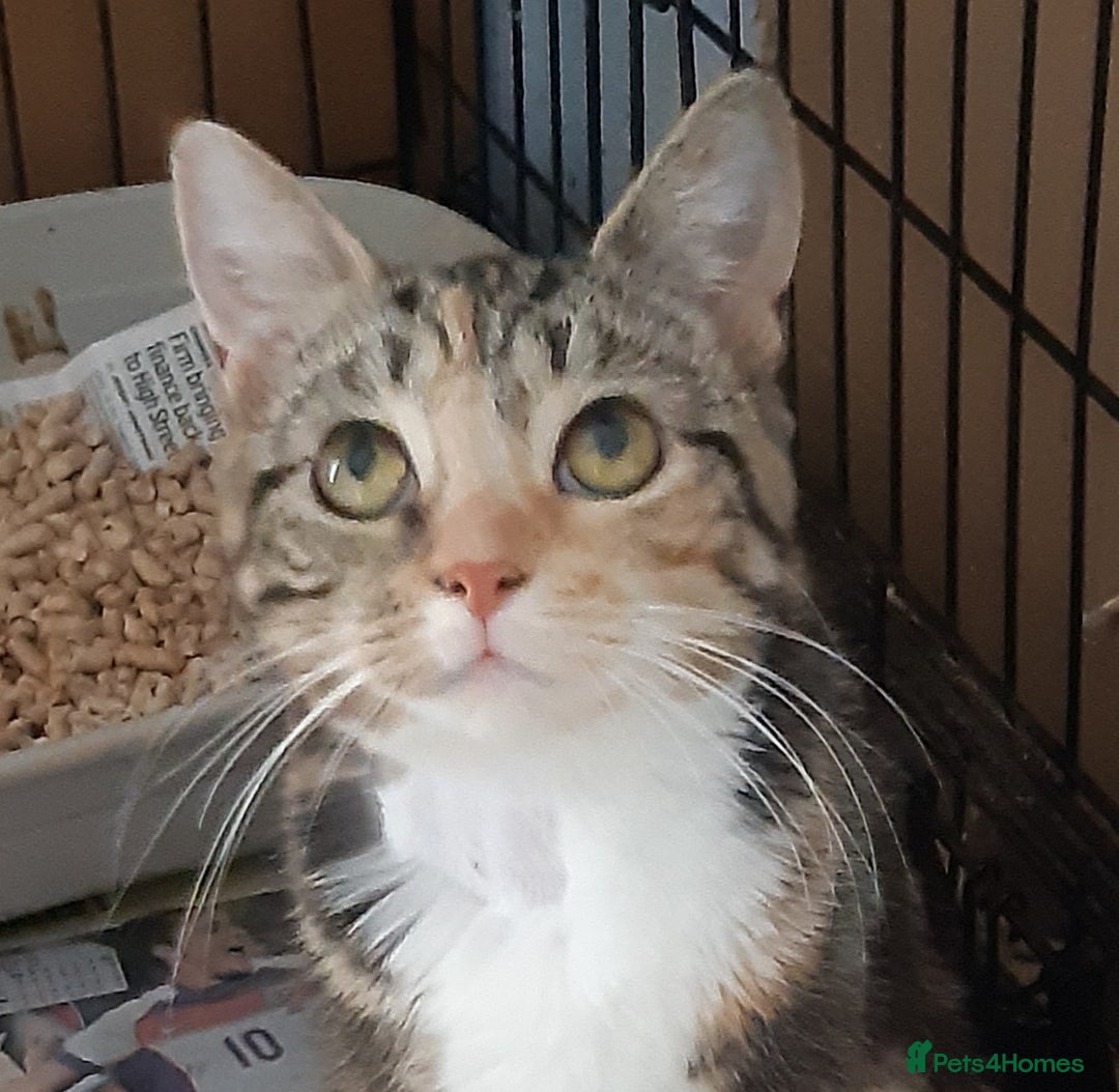 Mixed Breed cats for adoption: Help give Rosy her forever home - Image 3
