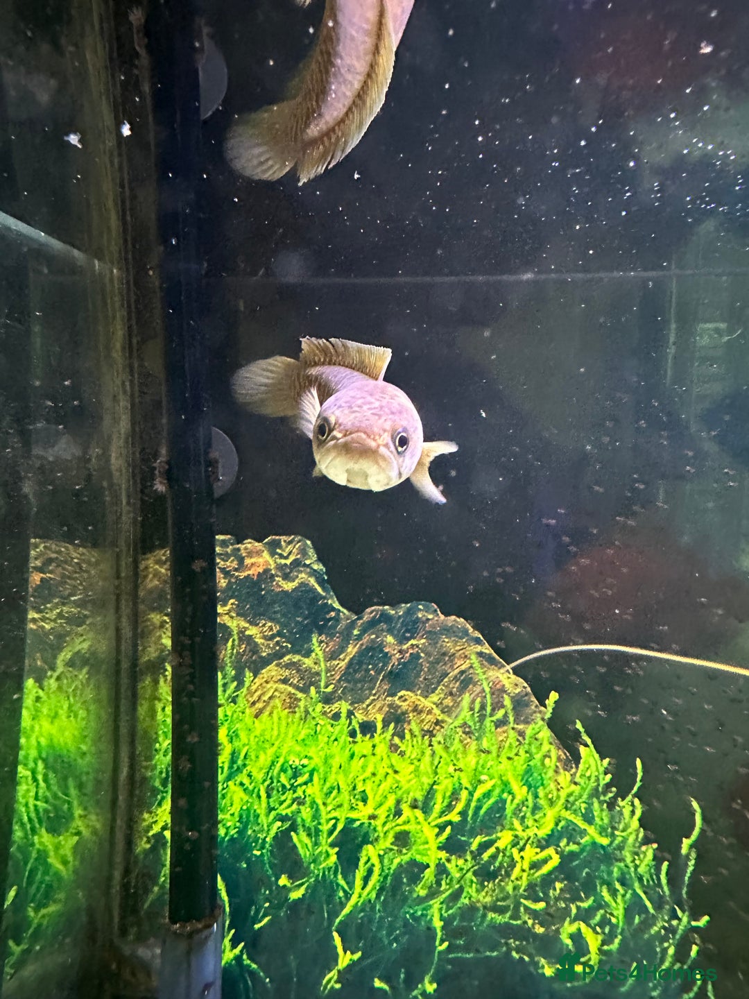 Cichlids fish for sale: Tropical fish  - Image 22