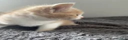Mixed Breed cats for sale: Beautiful cream kittens for sale - Advert 5