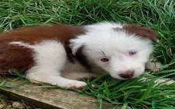 Bearded Collie dogs for sale: Red beardie collie pups  - Image 13