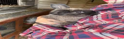 Mini Lop rabbits for sale: Beautiful Mini Lops - Advert 6