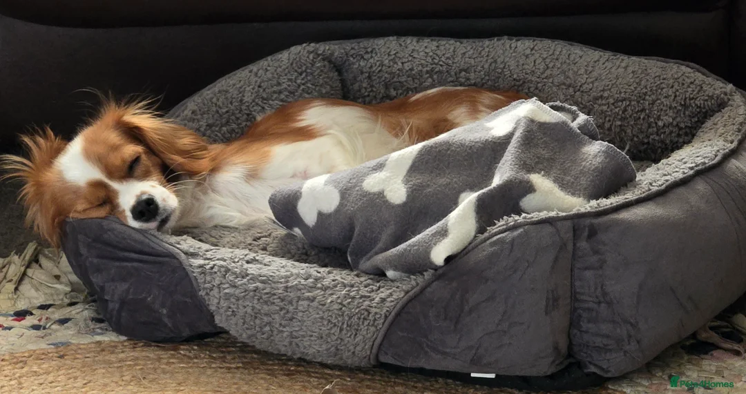 Cavapoo dogs for sale: 🐾Cavapoo: Litter Embark DNA Tested, Sire KC Reg🐾 - Advert 5