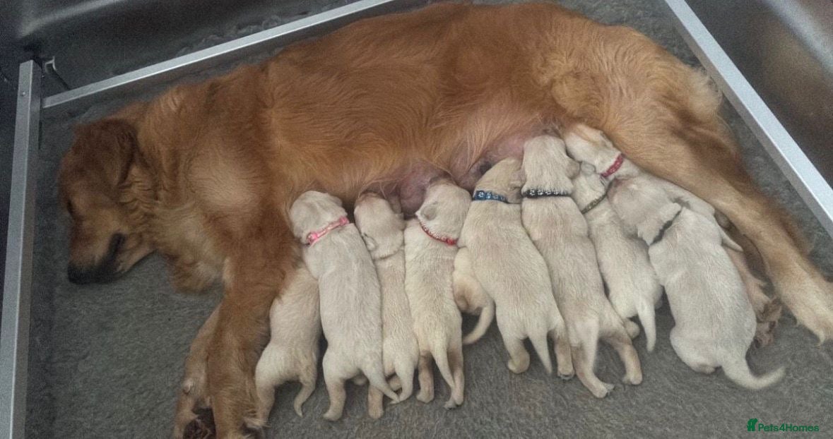 Golden Retriever dogs ✨🐾Exceptional Golden retriever puppies🐾✨ - Advert 1