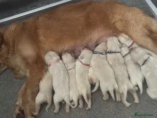 Golden Retriever dogs ✨🐾Exceptional Golden retriever puppies🐾✨ - Advert 1