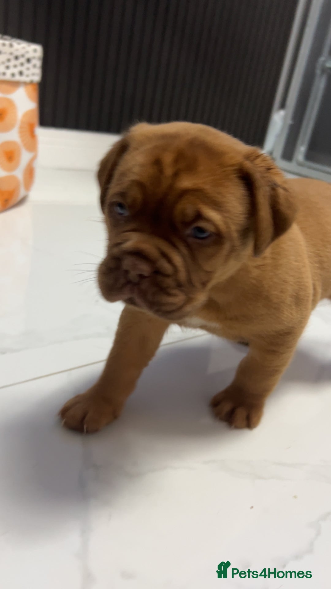 Dogue De Bordeaux dogs for sale: Chunky kc registered dogue de Bordeaux puppies - Advert 25