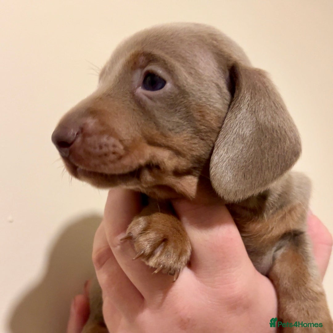 Miniature Dachshund dogs for sale: 🐾Beautiful kc mini dachshund pups ready 20 Dec🐾 - Advert 6