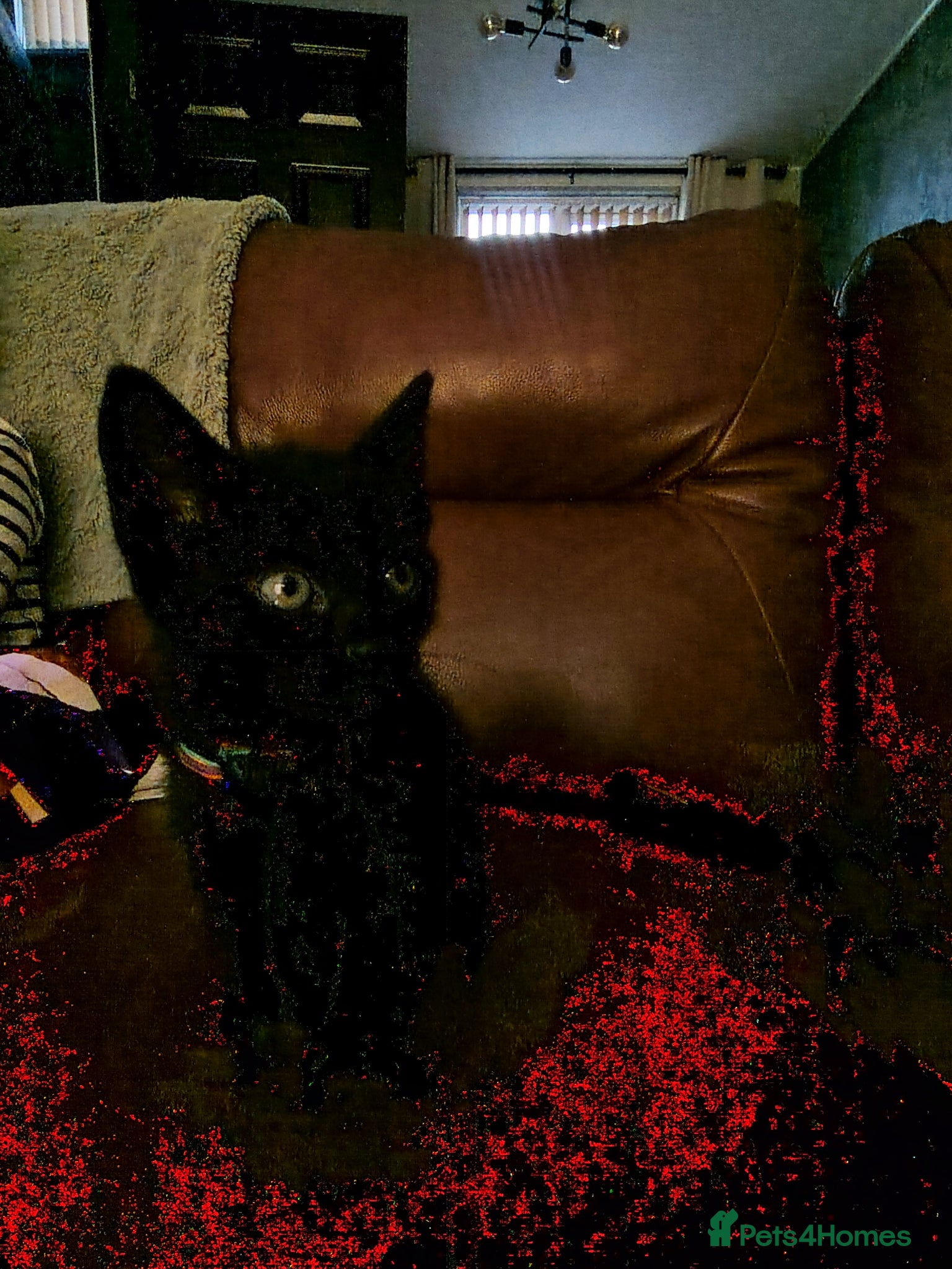 Mixed Breed cats Black kittens  - Advert 9