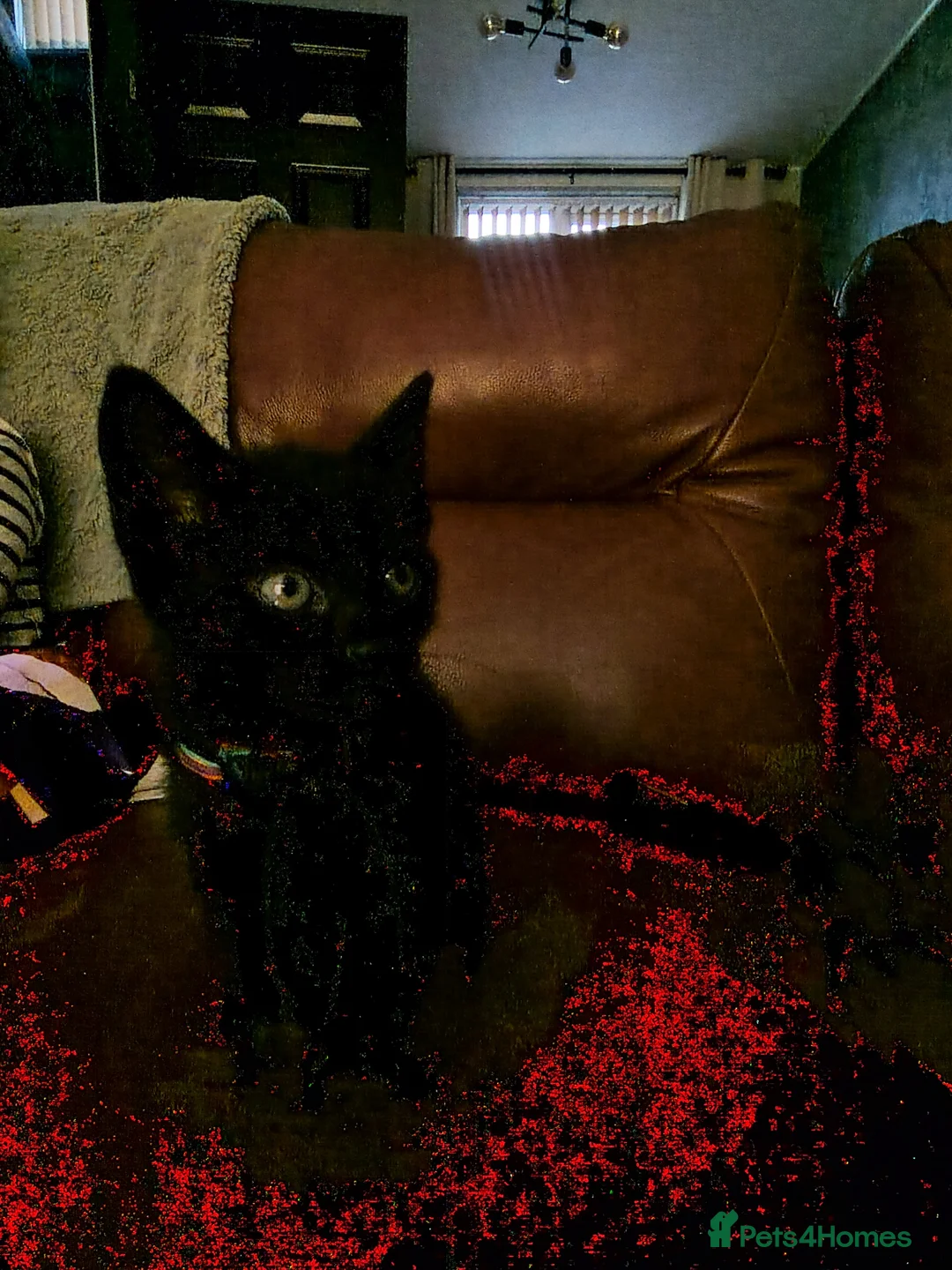 Mixed Breed cats for sale: Black kittens  - Advert 1