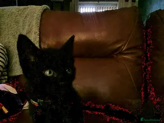 Mixed Breed cats Black kittens - Advert 1