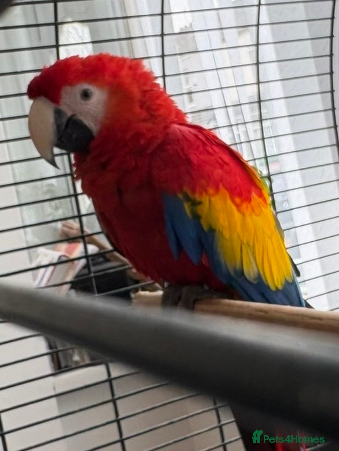 Macaws birds for sale: BABY MALE SCARLET MACAW WITH CITIES AND DNA PAPERS - Image 9