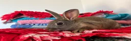 Rex rabbits for sale: Now Vaccinated and vet checked Standard Rex x  - Advert 5