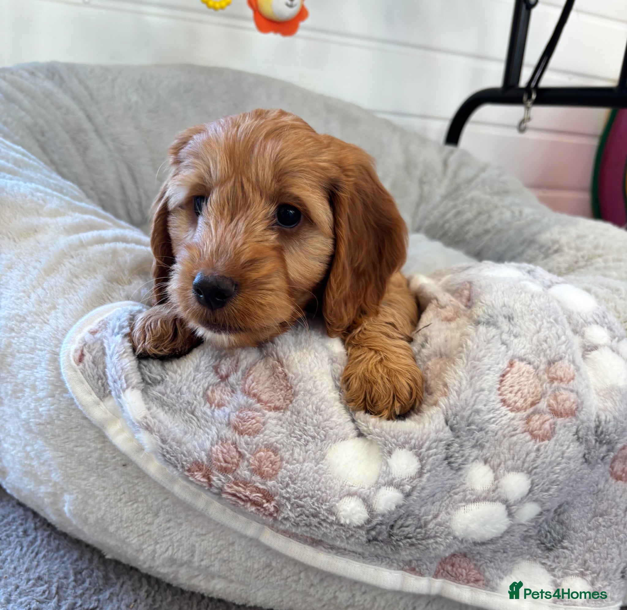 Cockapoo dogs *Hereditary clear Cockapoo Puppies 💜🐶* - Advert 18