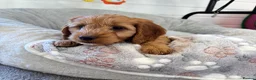Cockapoo dogs for sale: *Hereditary clear Cockapoo Puppies 💜🐶* - Advert 4