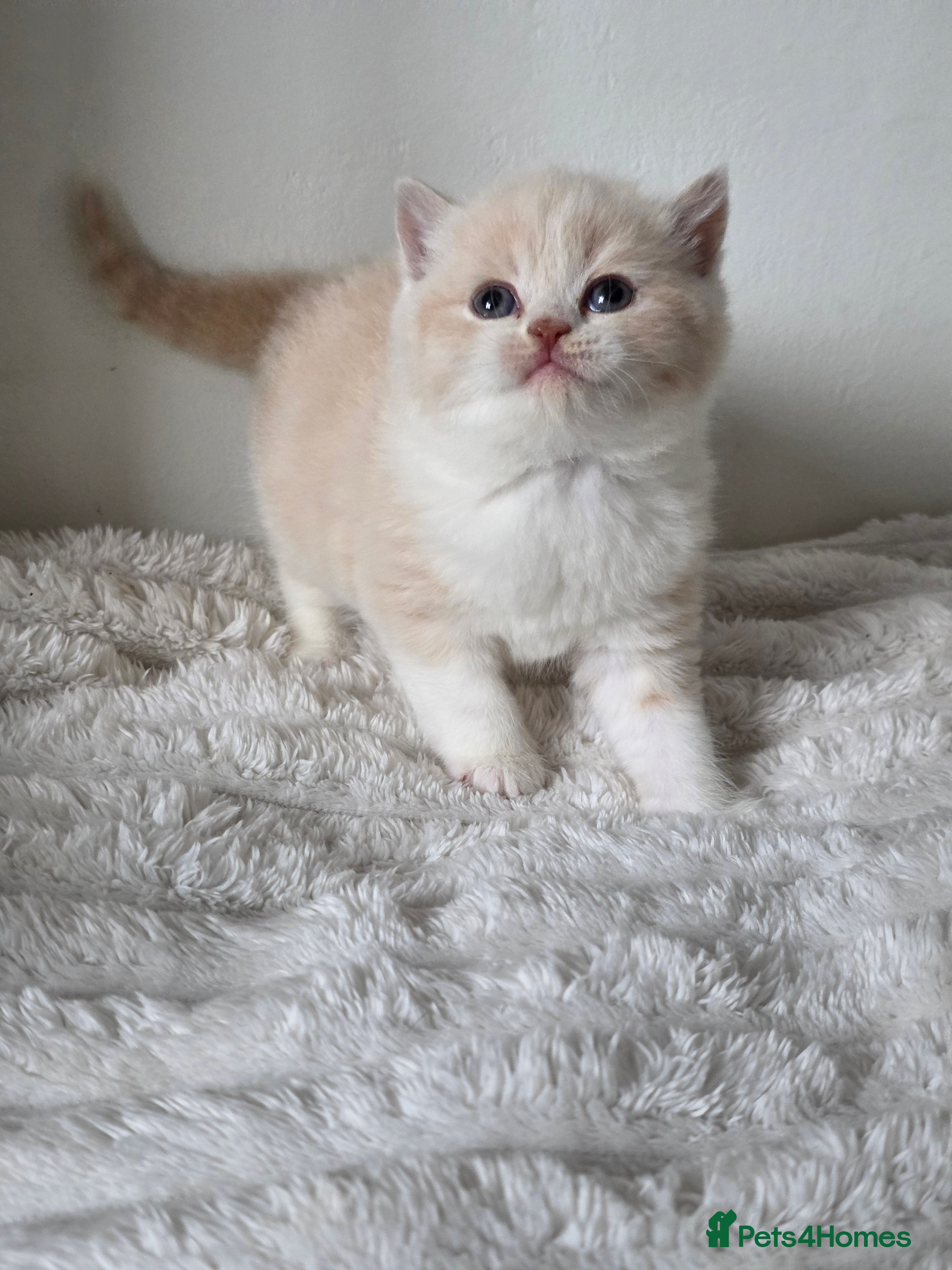 British Shorthair cats Beautiful British shorthair kittens . - Advert 2