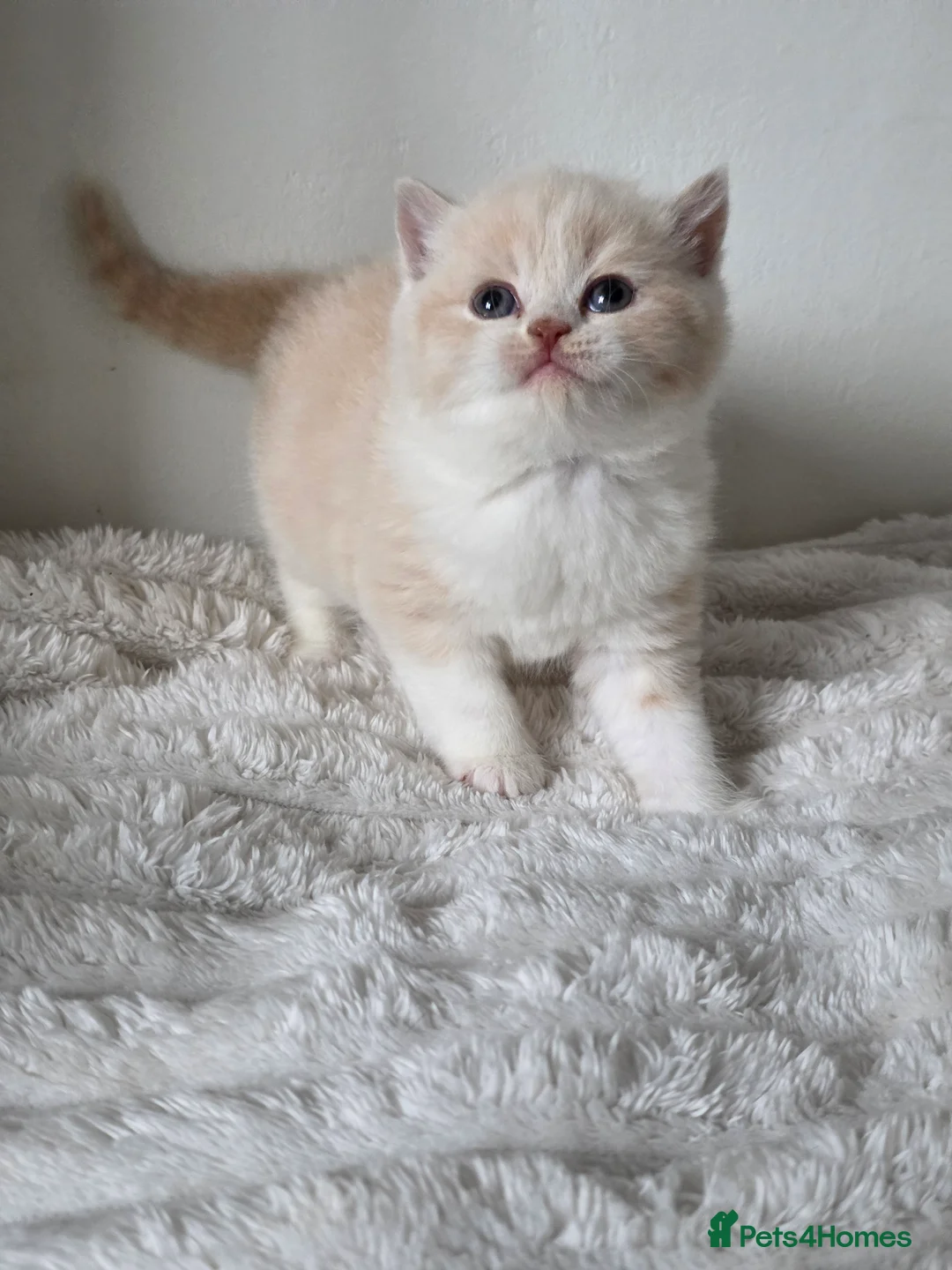 British Shorthair cats for sale: Beautiful British shorthair kittens . - Advert 1