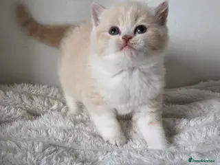 British Shorthair cats Beautiful British shorthair kittens . - Advert 2