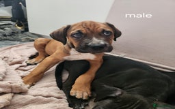 Mixed Breed dogs for sale: Cane Corso mix Puppies  - Image 4