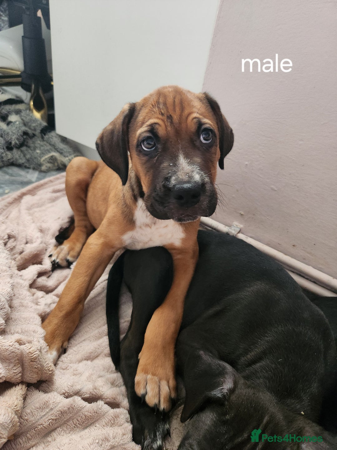 Mixed Breed dogs for sale: Cane Corso mix Puppies  - Image 4