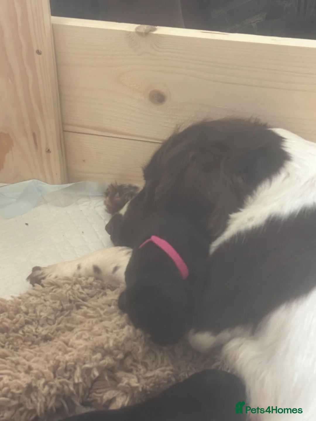 Mixed Breed dogs for sale: Springador pups - Advert 8